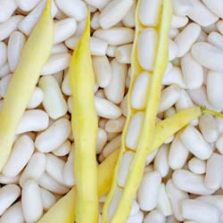 Dry Shelling Bean 'Mogex'